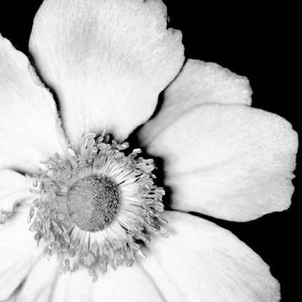 Framed Sunburst IV Print