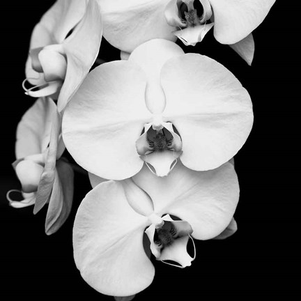 Framed Orchid Portrait I Print