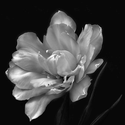 Framed Summer&#39;s Surprise Print