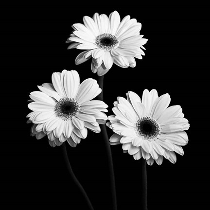 Framed Gerbera Portrait II Print