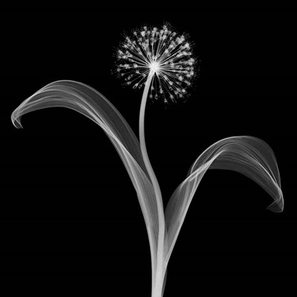 Framed Into the Night I Print