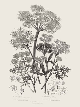 Framed Flowering Plants VI Neutral Print