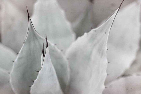 Framed Dream Desert VI BWC Print