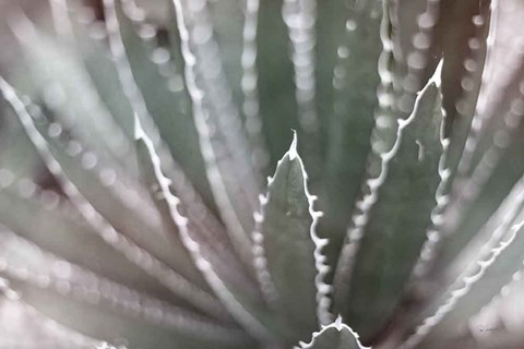 Framed Dream Desert II BWC Print