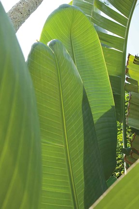 Framed Palm Detail IV Print