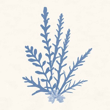 Framed Pacific Sea Mosses III Light Blue Print