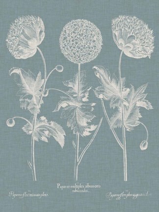 Framed Besler Poppies IV Print