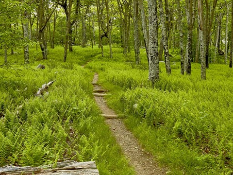 Framed Country Road Photo V Print