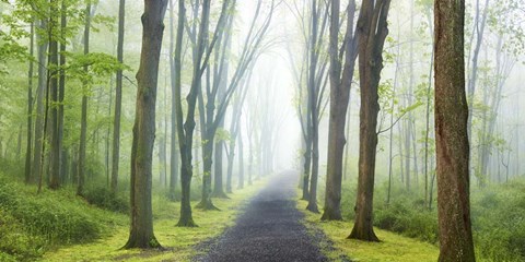 Framed Country Road Photo VIII Print