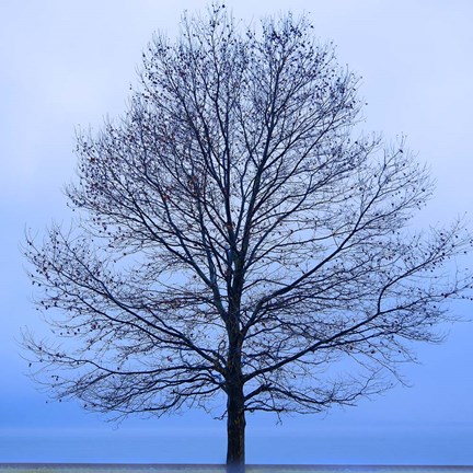 Framed November Tree Print