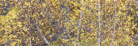 Framed Tree Panorama III Print