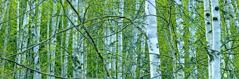 Framed Tree Panorama V Print