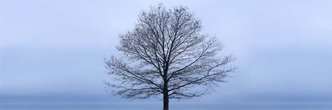 Framed Tree Panorama VI Print