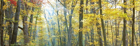 Framed Tree Panorama VIII Print