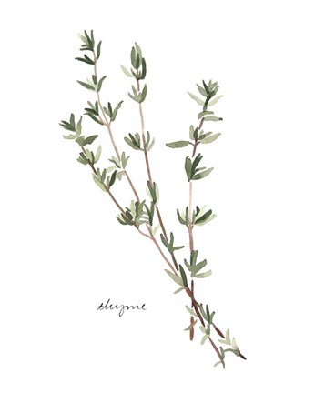 Framed Herb Garden Sketches VI Print