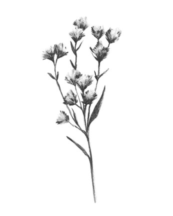 Framed Wild Thistle III Print