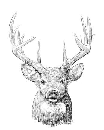 Framed Young Buck Sketch II Print