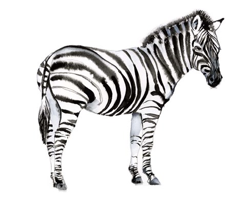 Framed Standing Zebra I Print