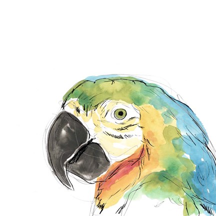 Framed Tropical Bird Portrait I Print