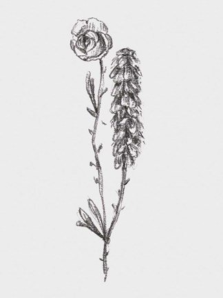 Framed Stem Still Life II Print