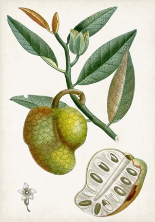 Framed Turpin Tropical Fruit III Print