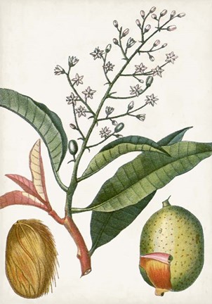 Framed Turpin Tropical Fruit X Print