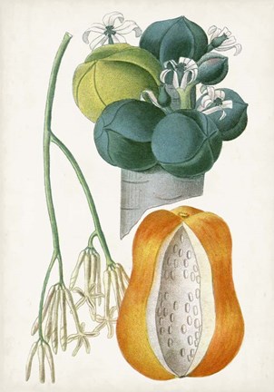 Framed Turpin Tropical Fruit XII Print