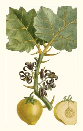 Framed Turpin Exotic Botanical IV Print