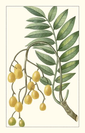 Framed Turpin Exotic Botanical IX Print