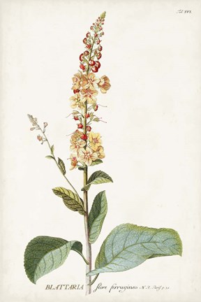 Framed Alluring Botamical II Print