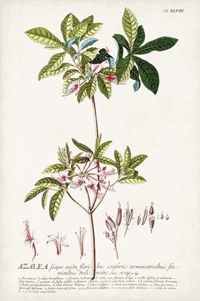 Framed Alluring Botamical IV Print