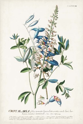 Framed Alluring Botamical VII Print