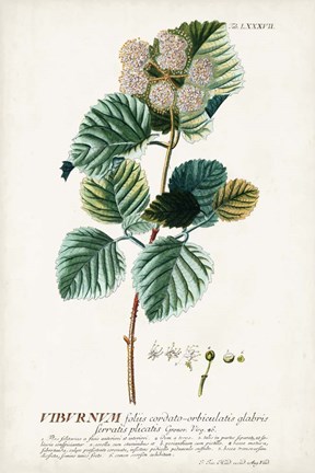 Framed Alluring Botamical IX Print