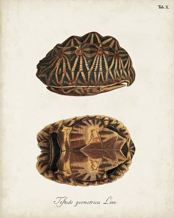 Framed Antique Turtles &amp; Shells I Print