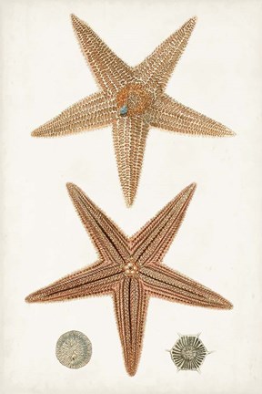 Framed Coastal Curiosity I Print