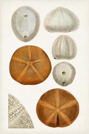 Framed Coastal Curiosity II Print