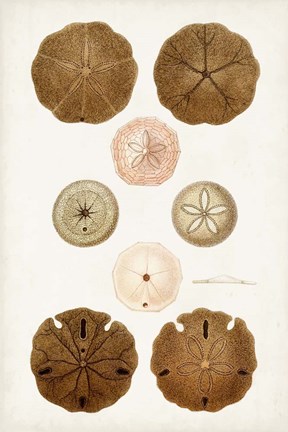 Framed Coastal Curiosity III Print