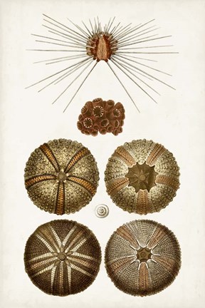 Framed Coastal Curiosity IV Print