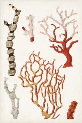 Framed Coastal Curiosity VII Print