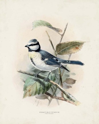 Framed Antique Birds VI Print