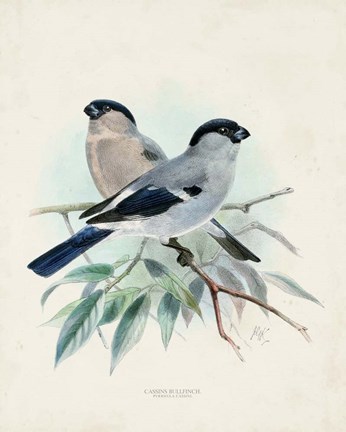 Framed Antique Birds VIII Print