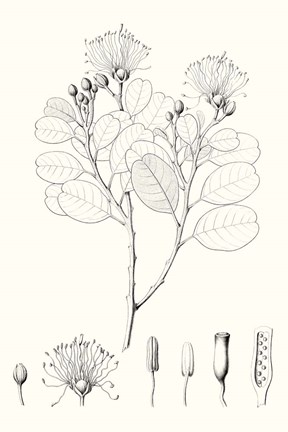 Framed Illustrative Leaves I Print