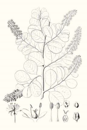 Framed Illustrative Leaves IV Print