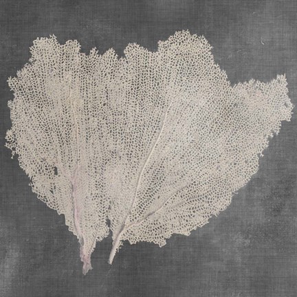 Framed Natural Sea Fan IV Print