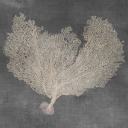 Framed Natural Sea Fan VI Print