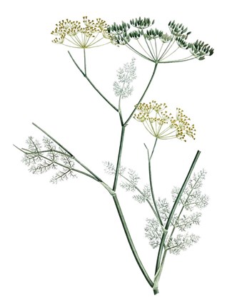 Framed Soft Green Botanical IV Print