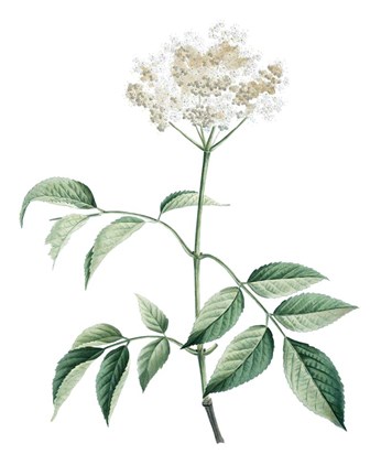 Framed Soft Green Botanical VI Print