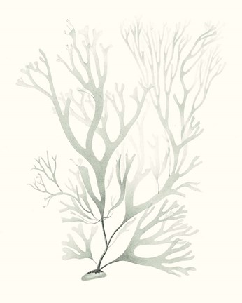 Framed Sage Green Seaweed V Print