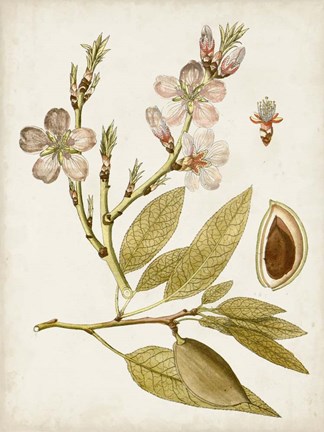 Framed Vintage Charm IV Print