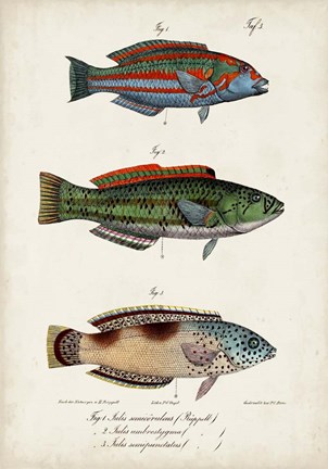 Framed Antique Fish Trio I Print